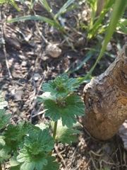Lamium amplexicaule