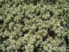 Juniperus oxycedrus