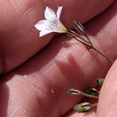 Saltugilia australis