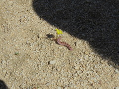 Euproserpinus phaeton