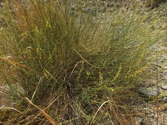 Ochradenus aucheri