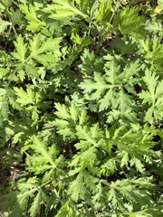 Artemisia vulgaris