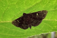 Lamprosema