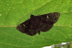 Lamprosema