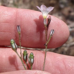 Saltugilia australis