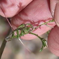 Saltugilia australis