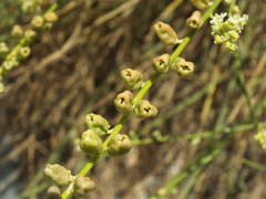 Ochradenus aucheri