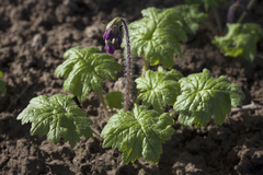 Primula matthioli sachalinensis