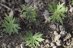 Ligularia przewalskii