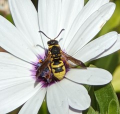 Euodynerus hidalgo viereckii