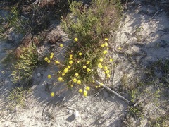 Euryops ericoides