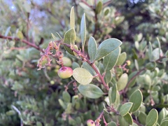 Arctostaphylos bakeri