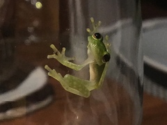 Centrolenidae