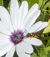 Euodynerus hidalgo viereckii