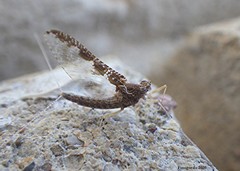 Callibaetis ferrugineus ferrugineus