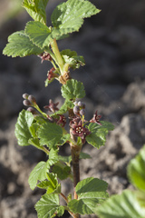 Ribes procumbens