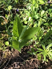 Verbesina alternifolia