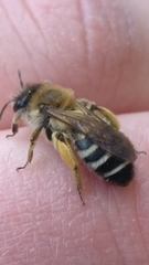 Andrena gravida