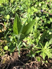 Verbesina alternifolia