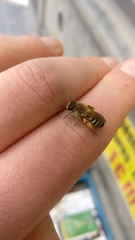 Andrena gravida