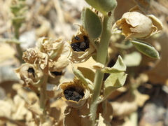 Schweinfurthia papilionacea