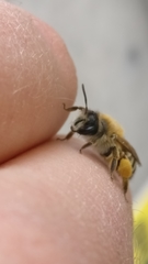 Andrena gravida