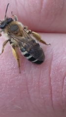 Andrena gravida