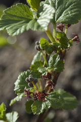 Ribes procumbens