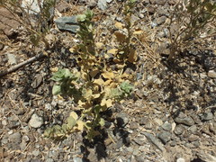 Schweinfurthia papilionacea