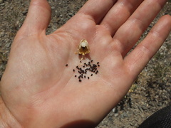 Schweinfurthia papilionacea