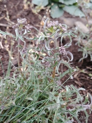 Erysimum crepidifolium