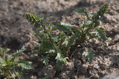 Veronica schmidtiana