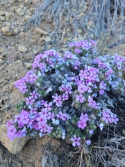 Phlox douglasii