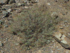 Heliotropium calcareum