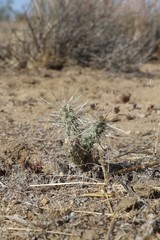 Cylindropuntieae