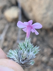 Phlox douglasii
