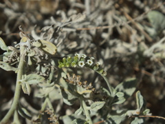 Heliotropium calcareum