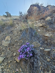 Phlox douglasii