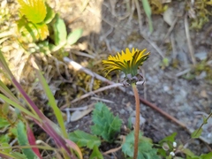 Taraxacum lacistophyllum
