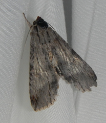 Melipotis acontioides