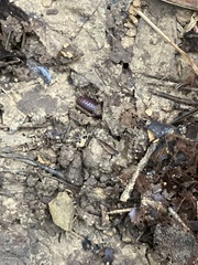 Eudrilus eugeniae