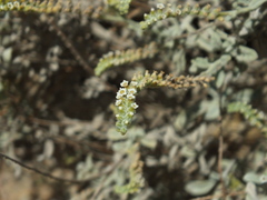 Heliotropium calcareum