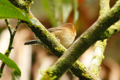 Troglodytes solstitialis