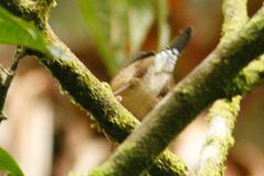 Troglodytes solstitialis