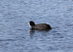Fulica atra