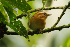 Troglodytes solstitialis