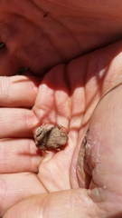 Pleurodema nebulosum