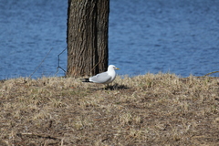 Larus canus
