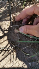 Pleurodema nebulosum