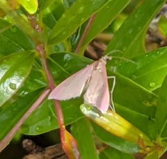Pyrausta inornatalis